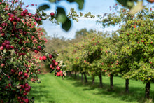 Load image into Gallery viewer, Cider Farm Orchard Camping