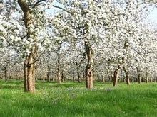 Load image into Gallery viewer, Cider Farm Orchard Camping