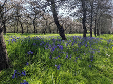 Load image into Gallery viewer, Cider Farm Orchard Camping
