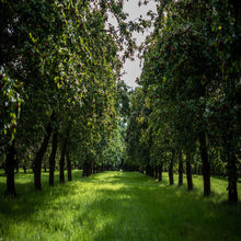 Load image into Gallery viewer, Cider Farm Orchard Camping